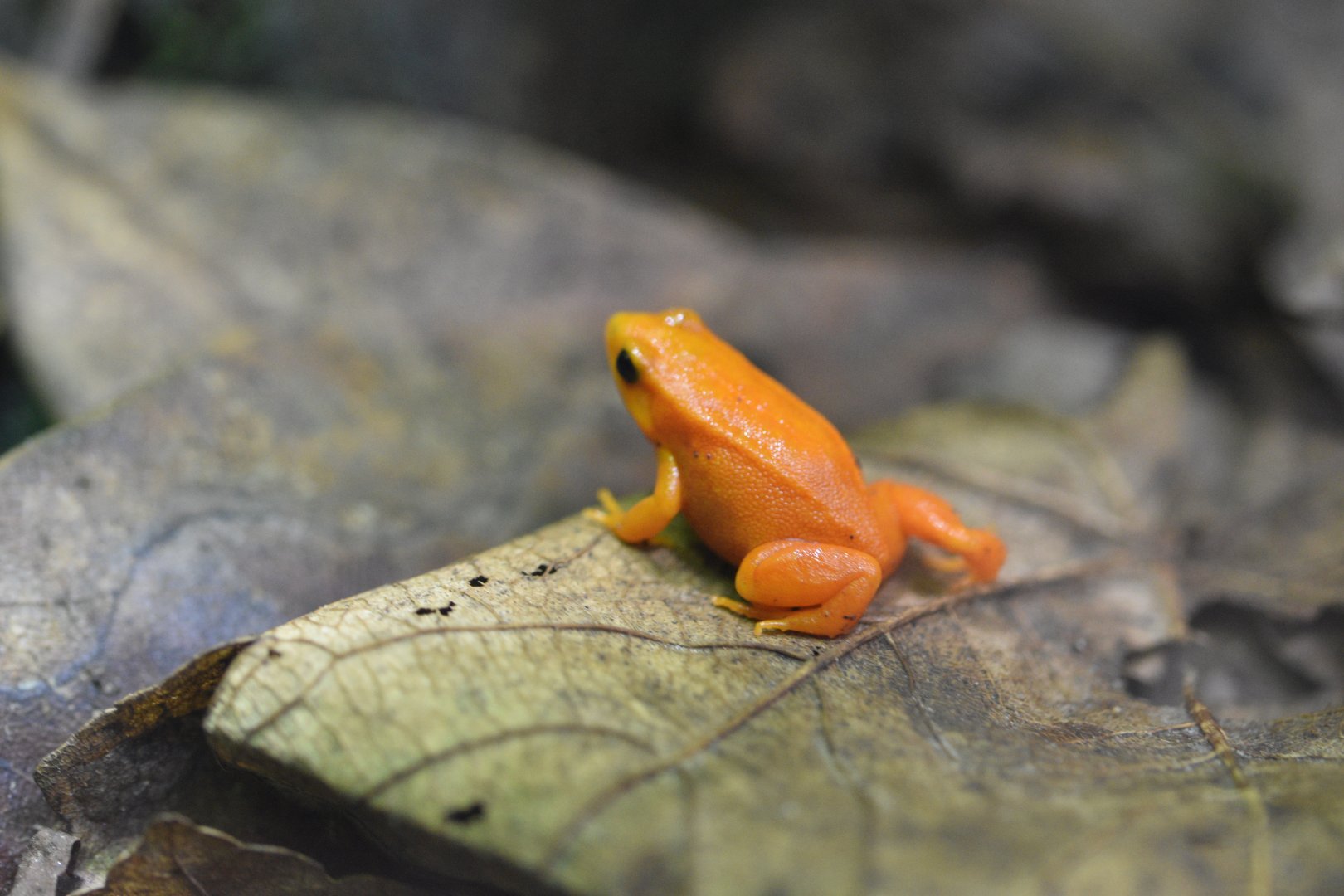 Golden mantella