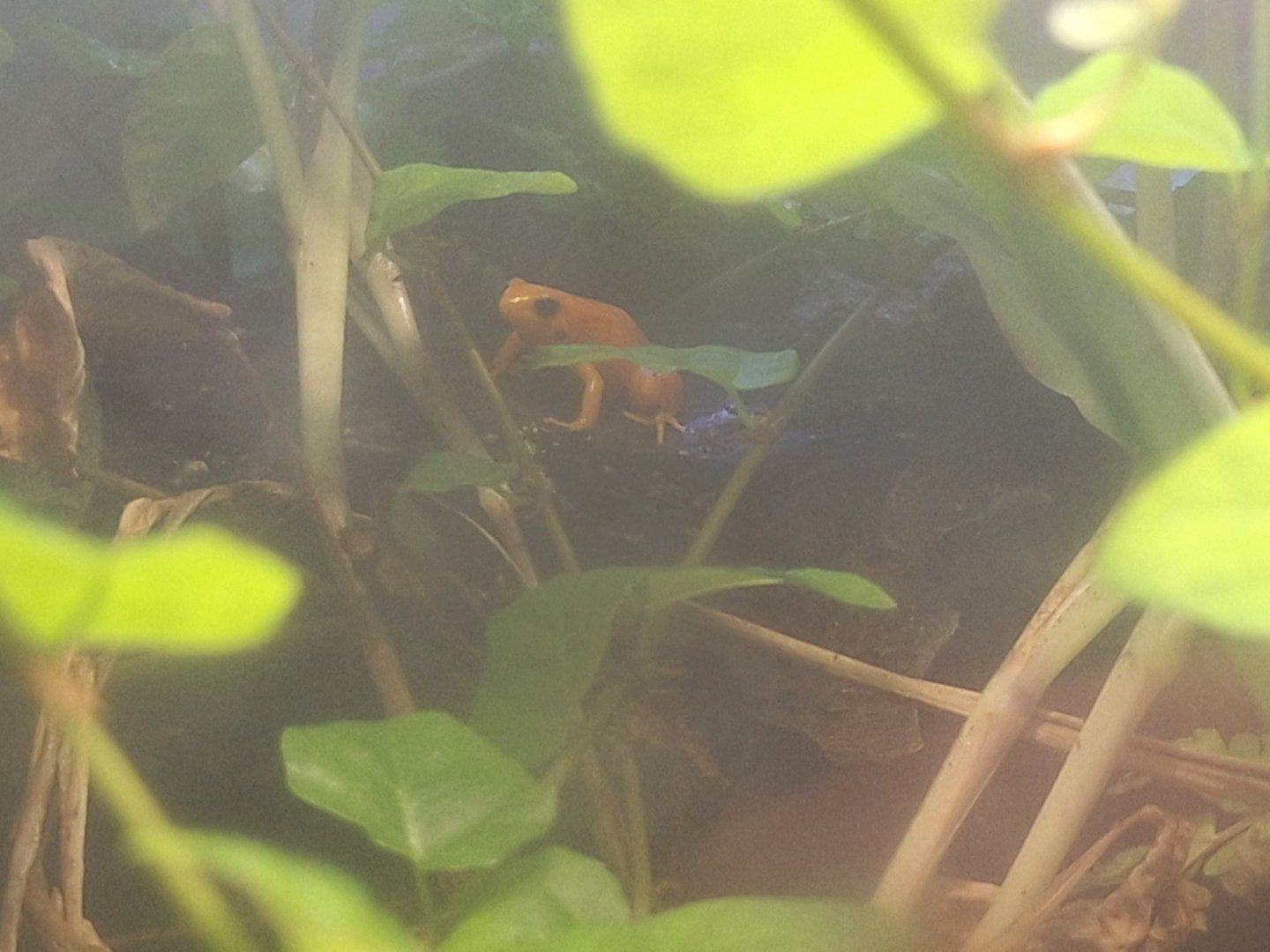 Golden Mantella