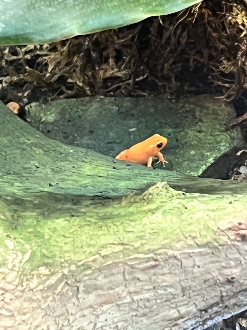 Golden Mantella