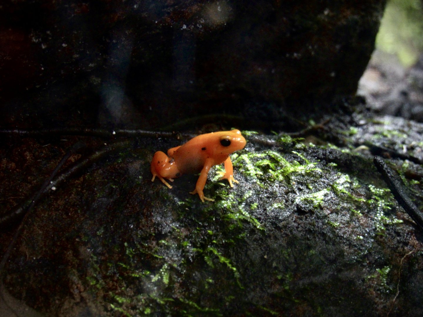Golden mantella