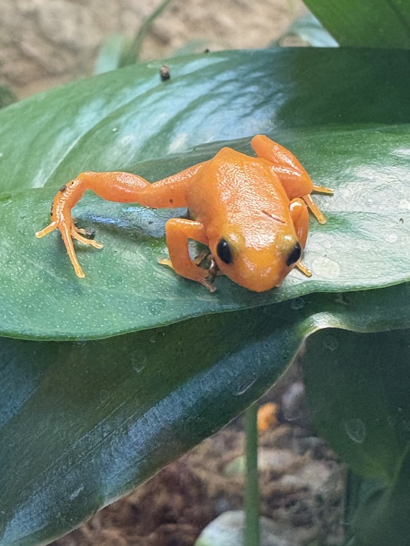 Golden Mantella