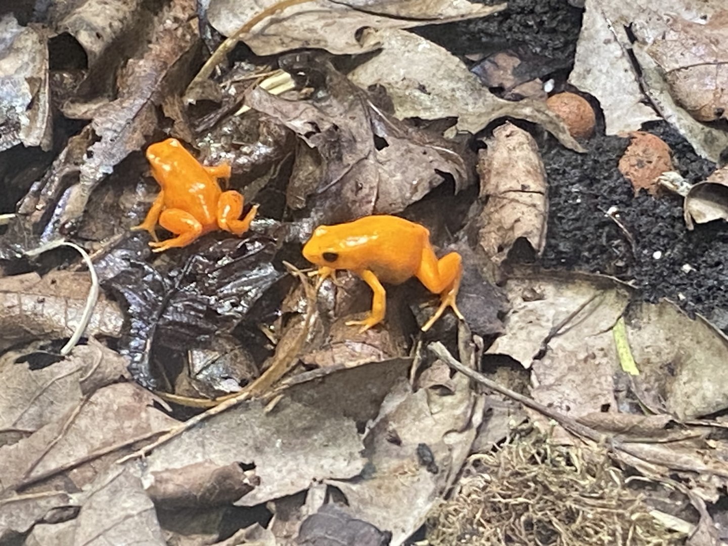 Golden mantellas 040324