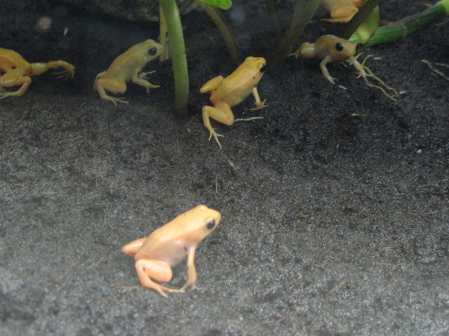 Golden Mantellas in Legends of the Wild