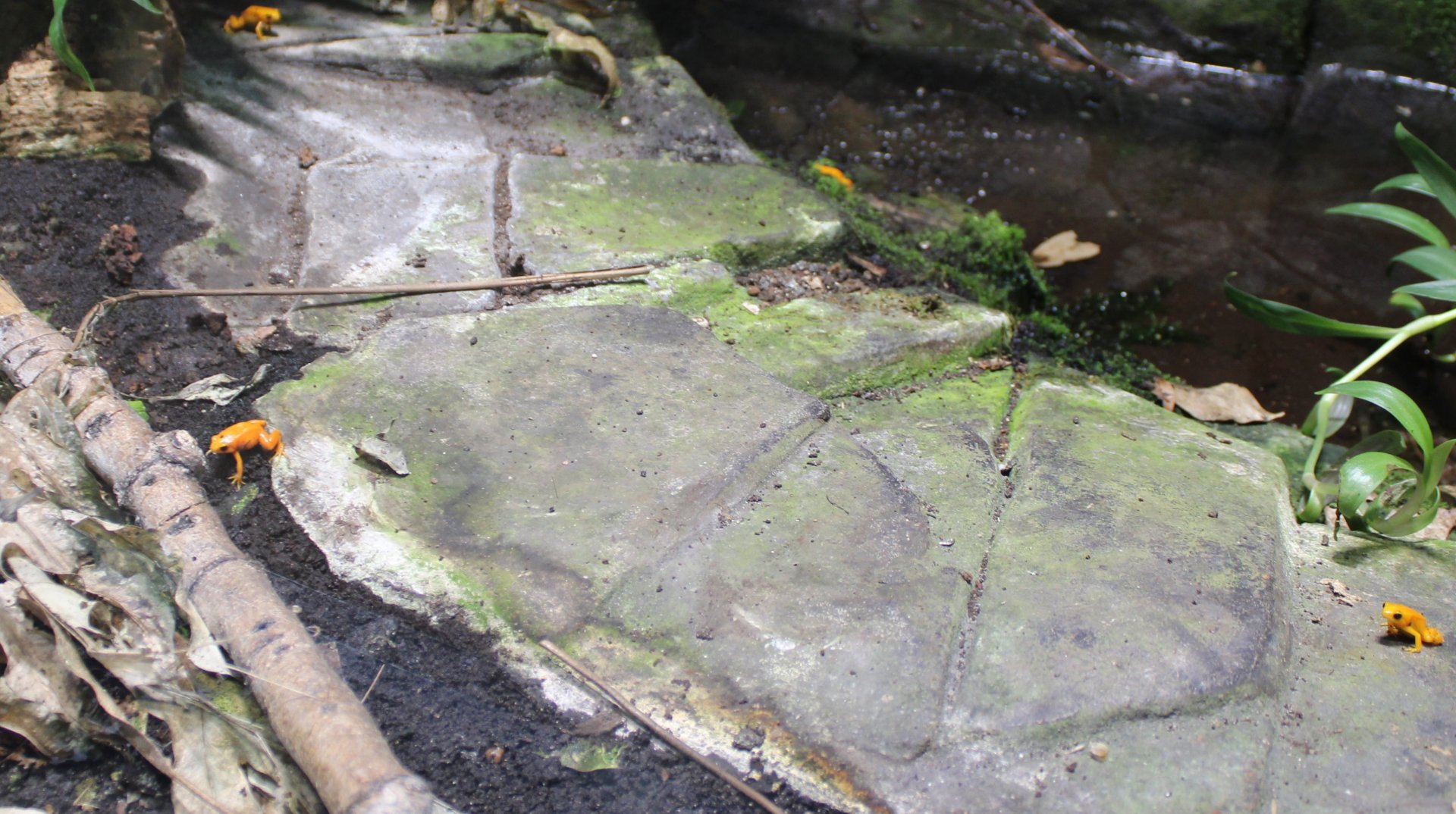 Golden mantella's - Mantella aurantiaca