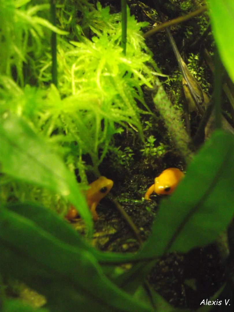 Golden Mantellas - Zooparc de Beauval - 10/2020