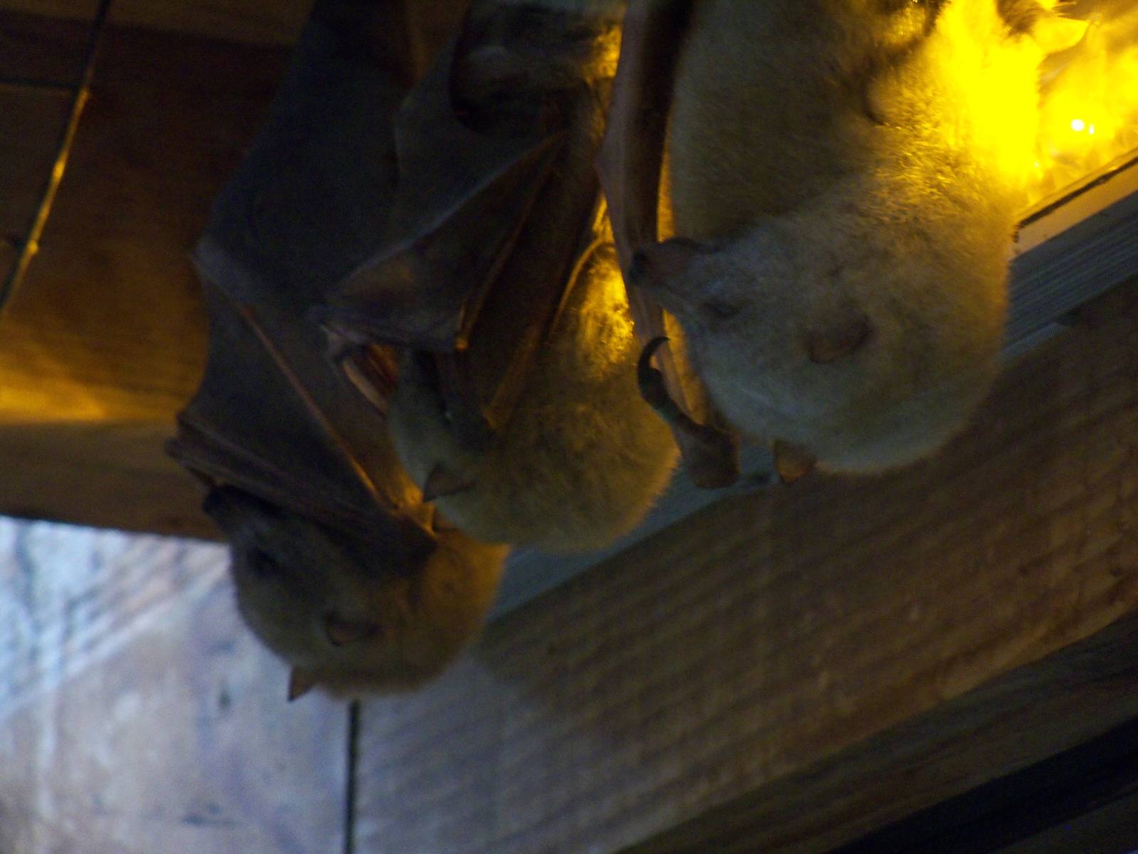 Golden Mantle Flying Foxes