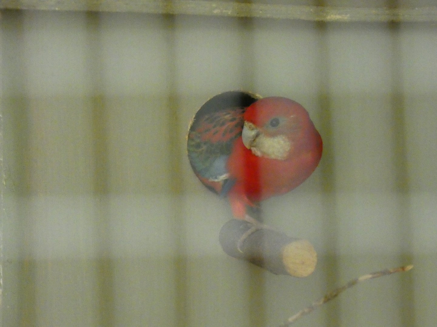 Golden mantle rosella