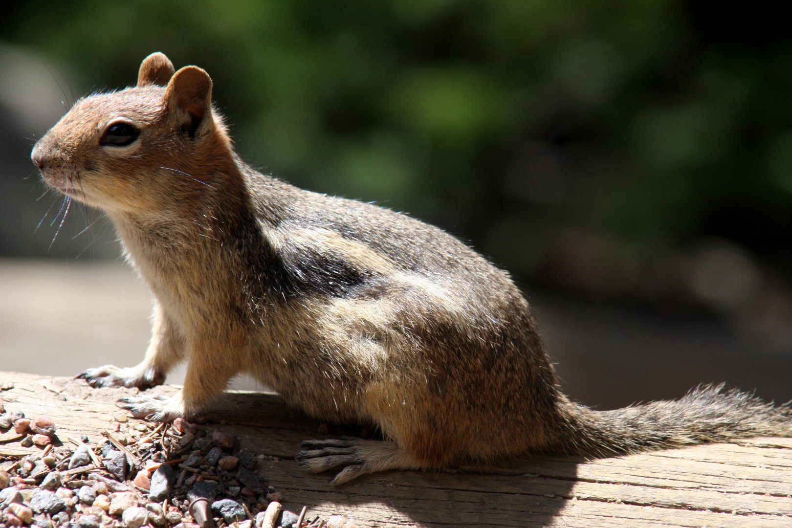 golden-mantled ground squirrel (Callospermophilus lateralis) @ Rocky Mountain NP 2011