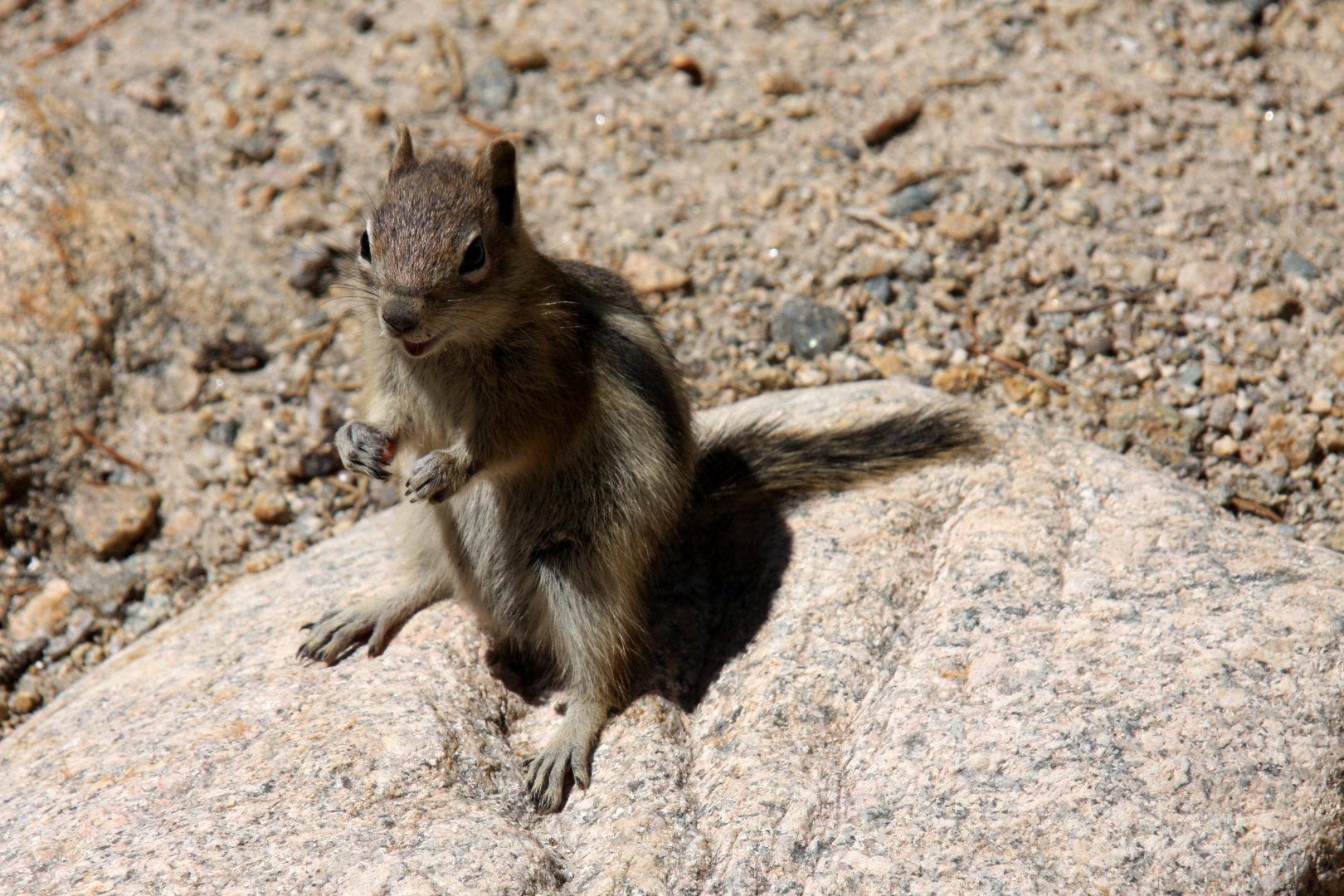golden-mantled ground squirrel (Callospermophilus lateralis) @ Rocky Mountain NP 2011