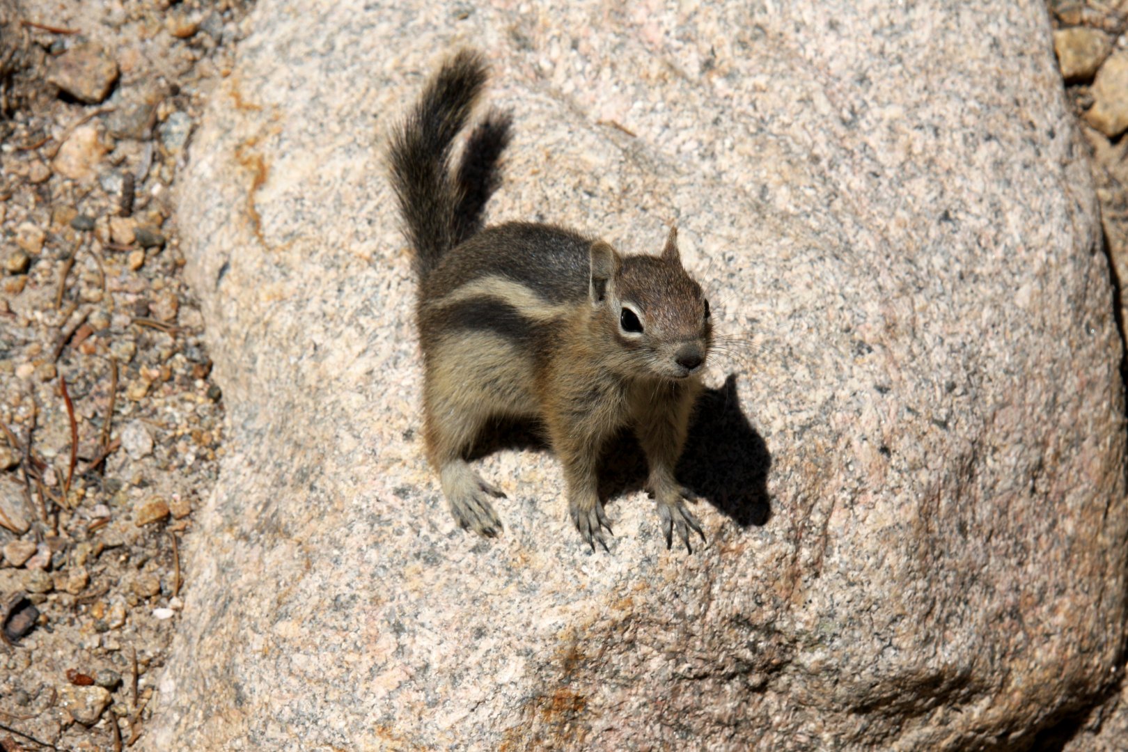 golden-mantled ground squirrel (Callospermophilus lateralis) @ Rocky Mountain NP 2011