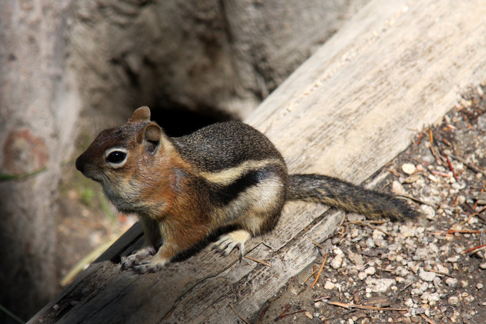 golden-mantled ground squirrel (Callospermophilus lateralis) @ Rocky Mountain NP 2011