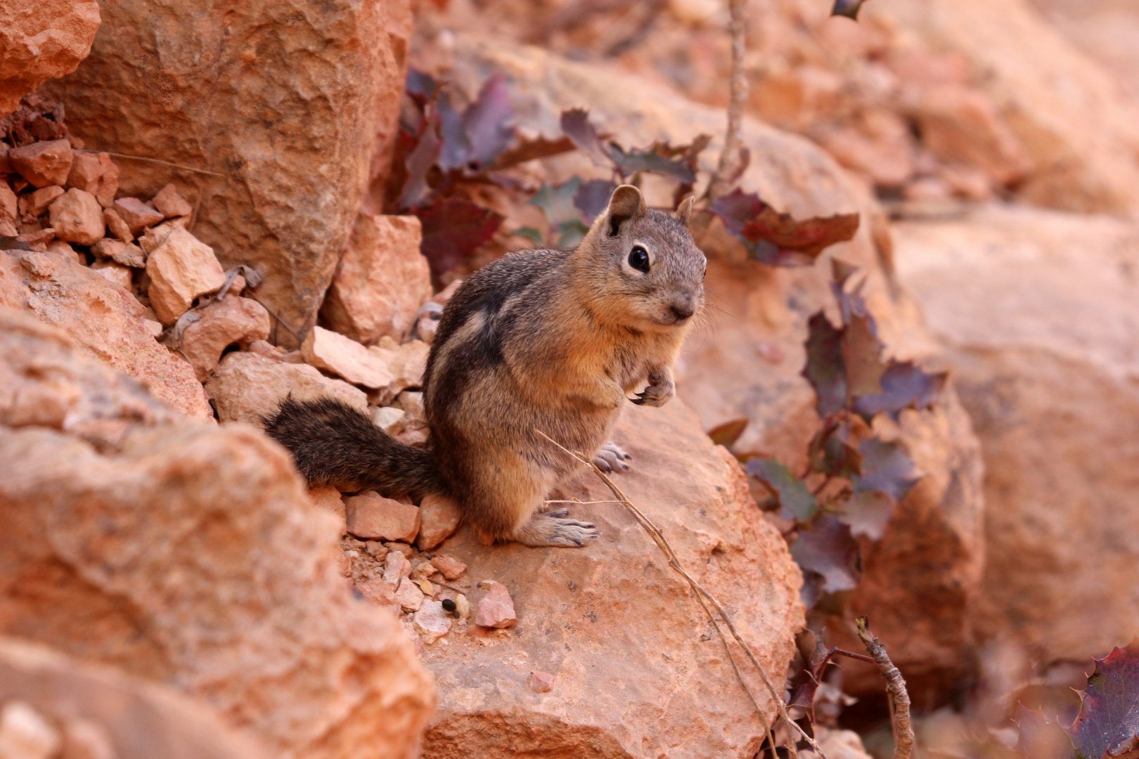 golden-mantled ground squirrel (Callospermophilus lateralis)