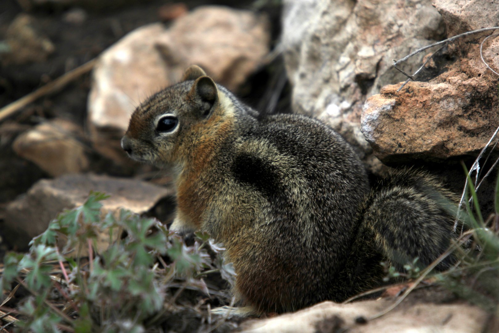golden-mantled ground squirrel (Callospermophilus lateralis)