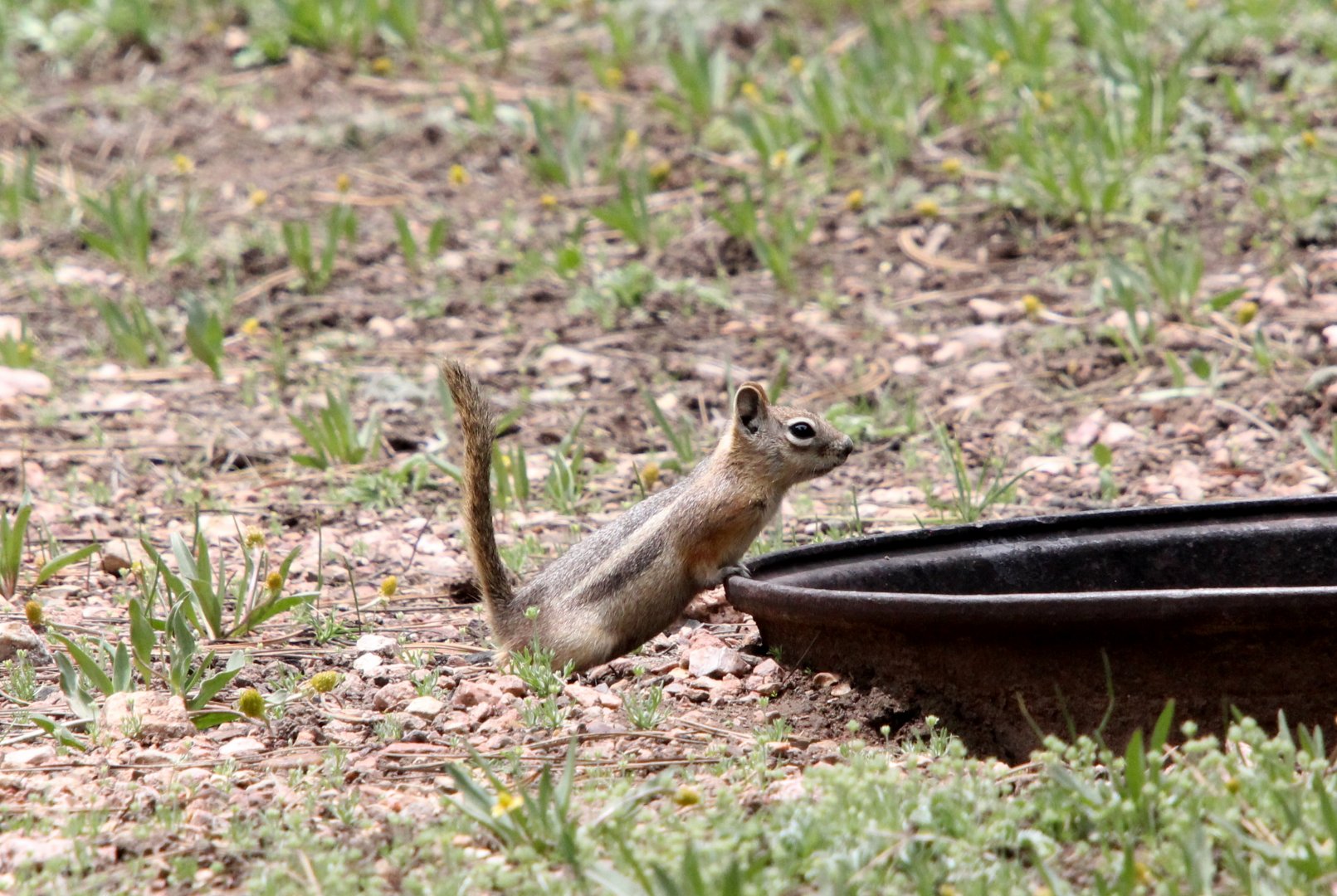 golden-mantled ground squirrel (Callospermophilus lateralis)