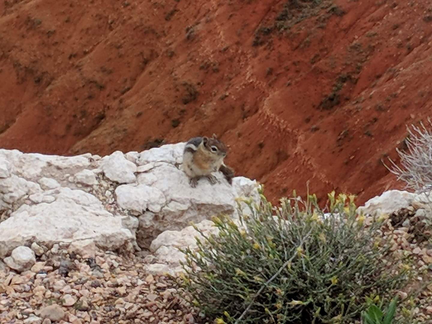Golden mantled ground squirrel (Callospermophilus lateralis)