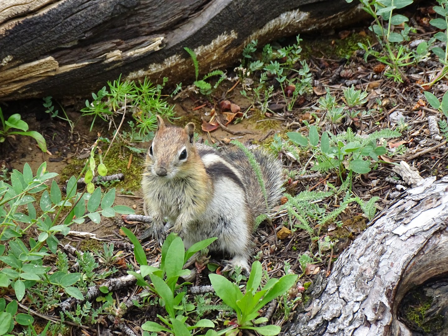 Golden-mantled ground squirrel (Callospermophilus lateralis)
