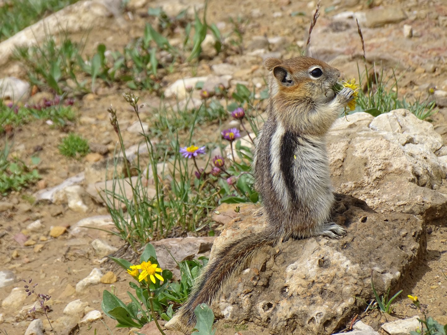 Golden-mantled ground squirrel (Callospermophilus lateralis)