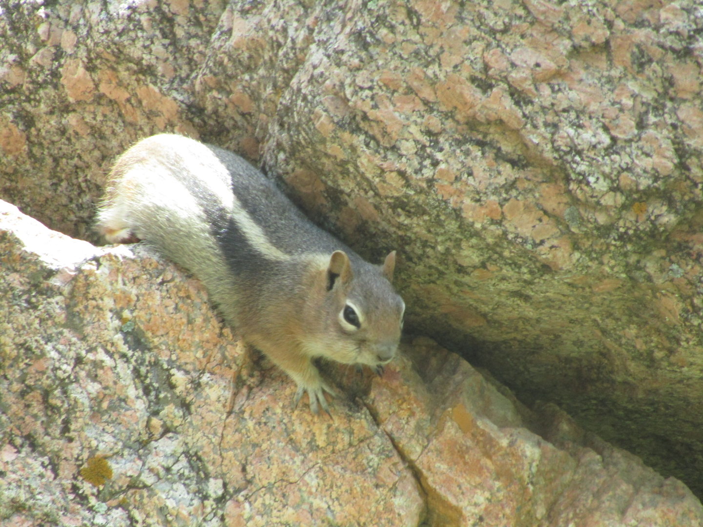 Golden Mantled Ground Squirrel (Wild)