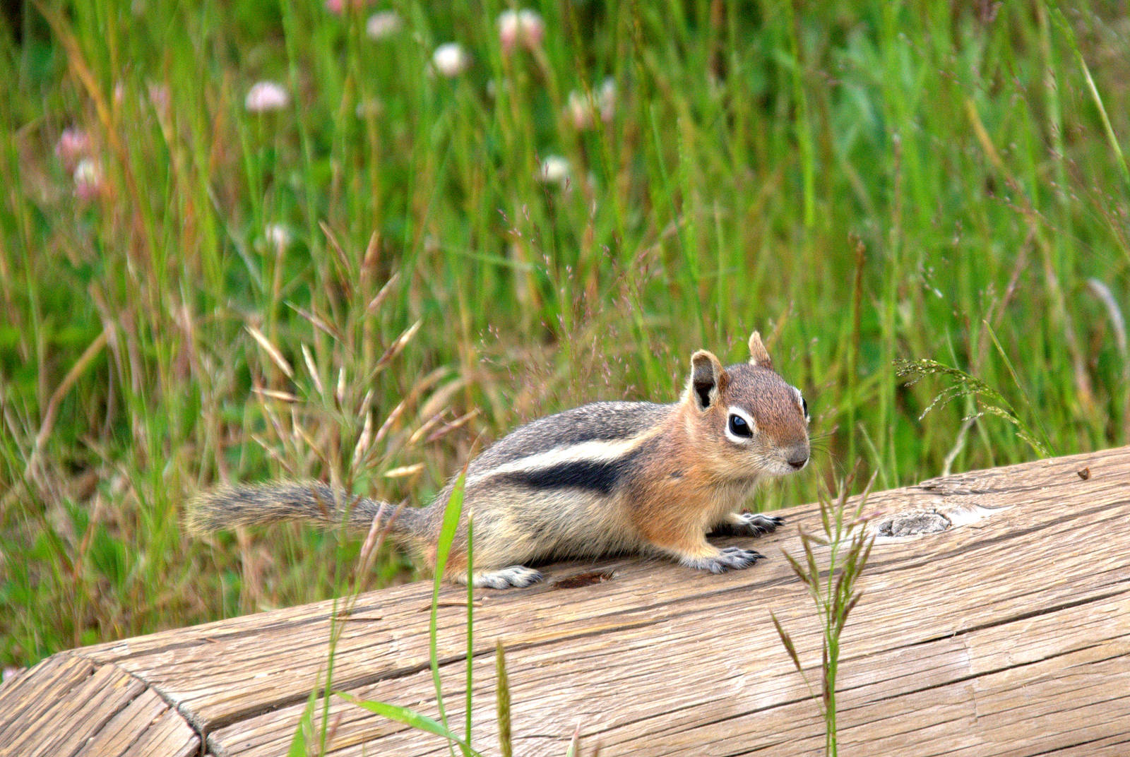 Golden Mantled Ground Squirrel