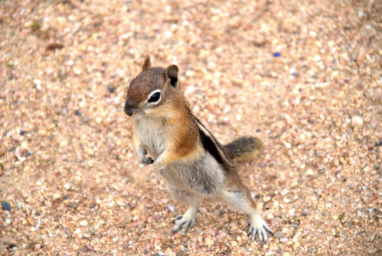 Golden Mantled Ground Squirrel