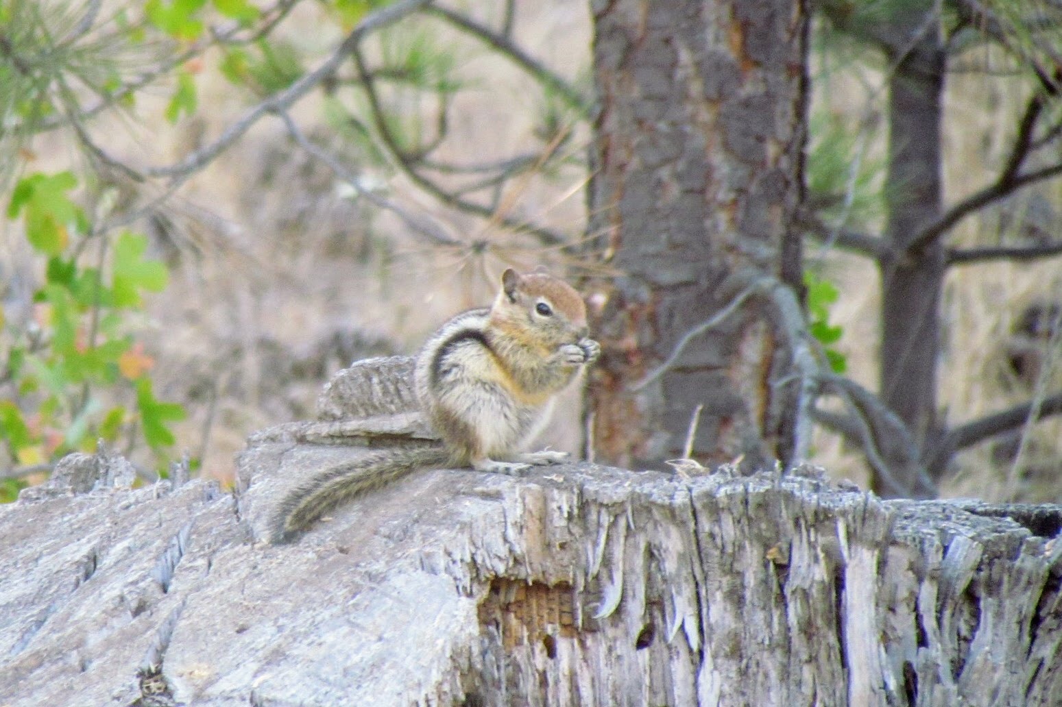 Golden-mantled Ground Squirrel