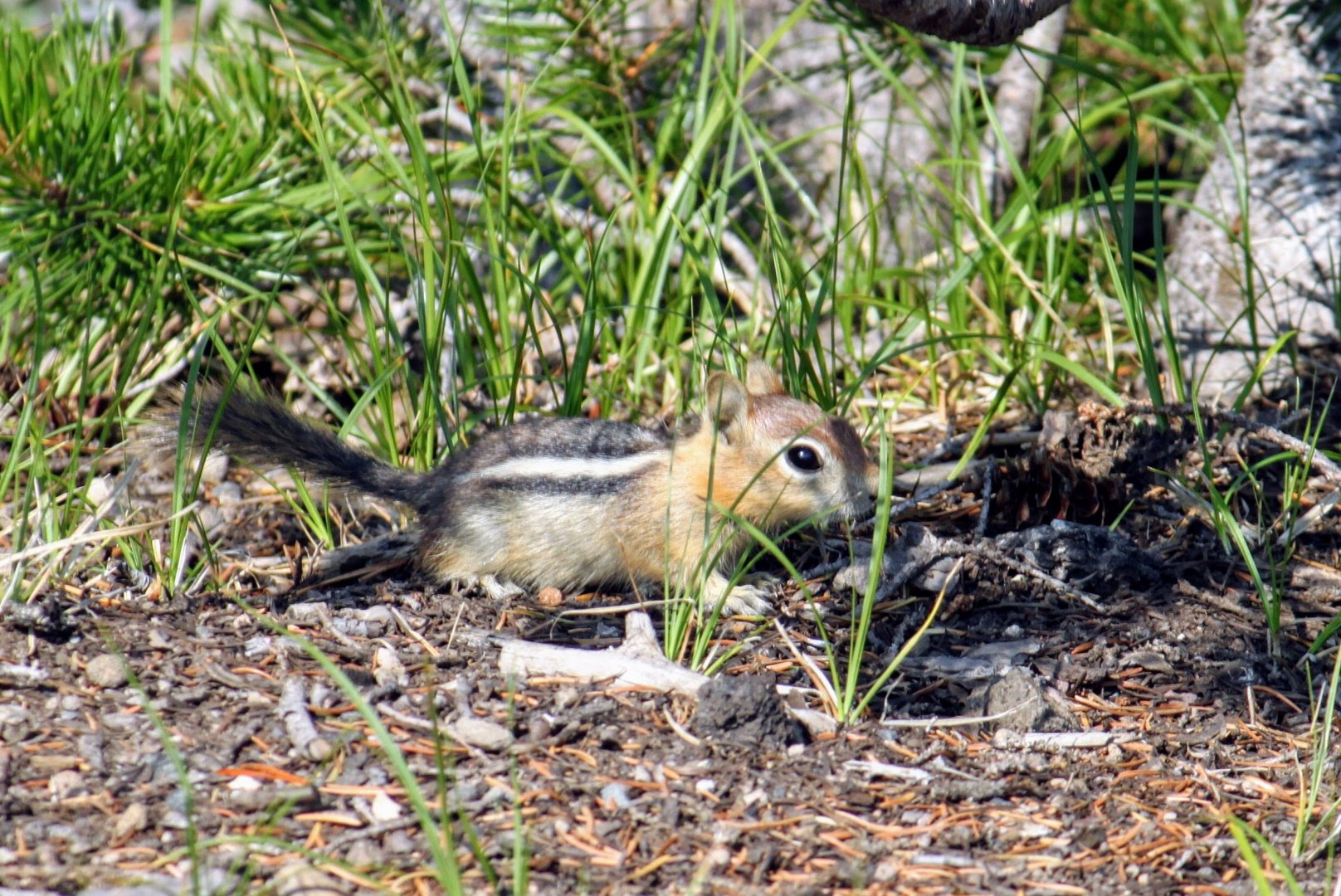 Golden-mantled Ground Squirrel