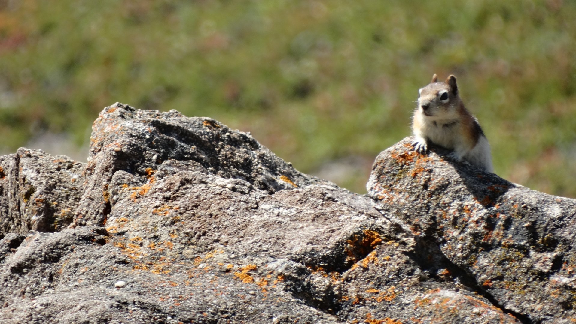 golden mantled ground squirrel