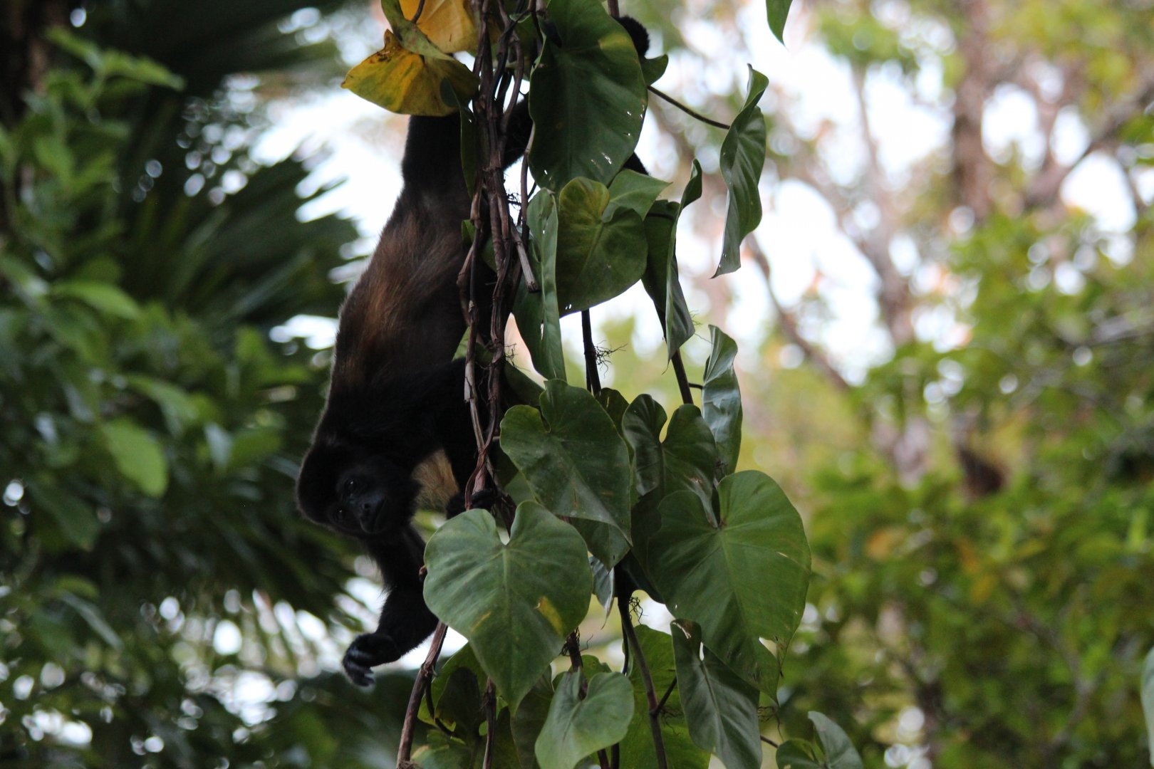 Golden-mantled Howler Monkey - Mar 2019