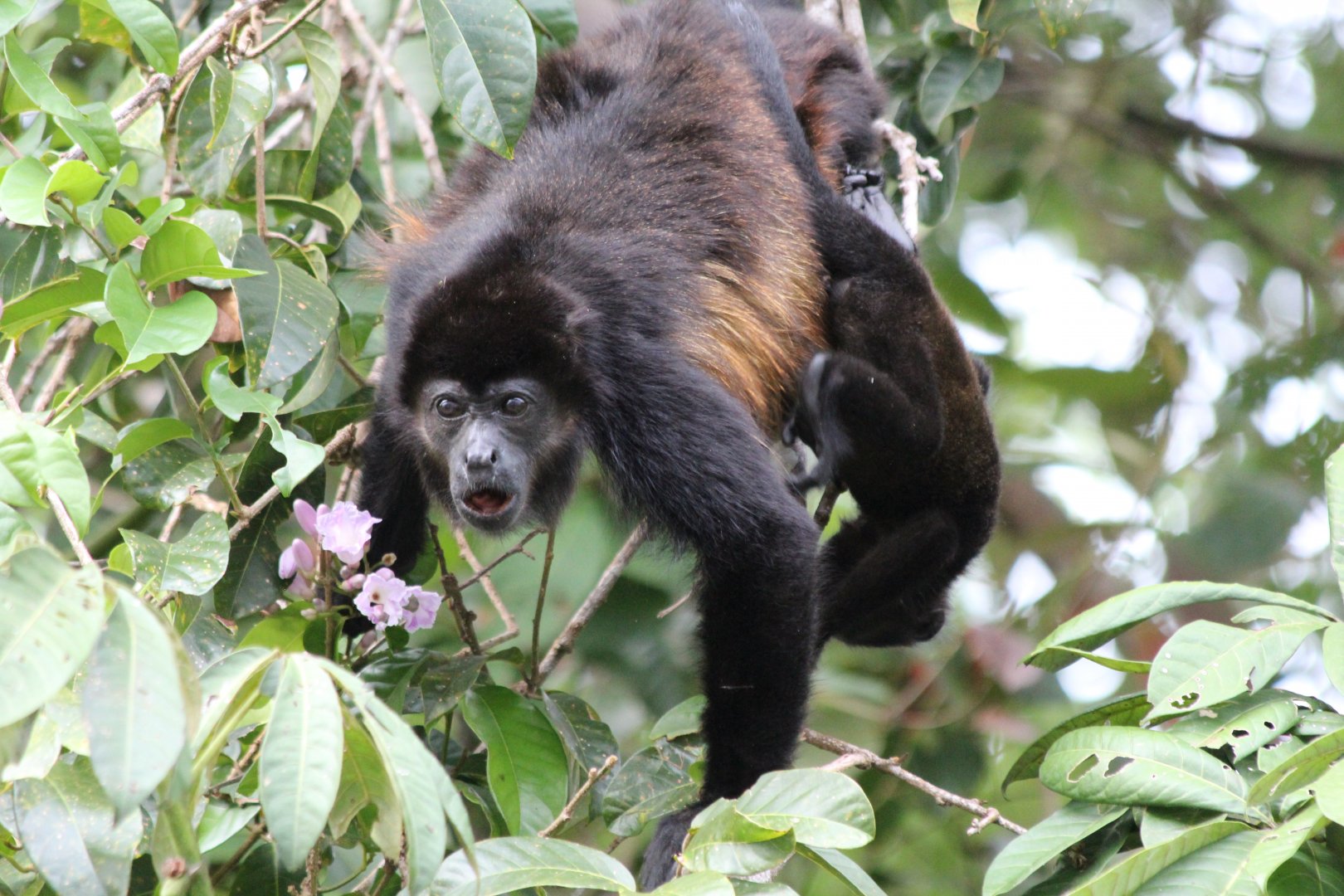 Golden-mantled Howler Monkey & young - Mar 2019