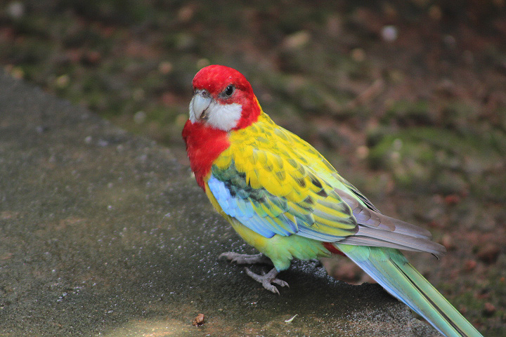 Golden-mantled rosella (Platycercus eximius elecica) - Jakarta Bird Land