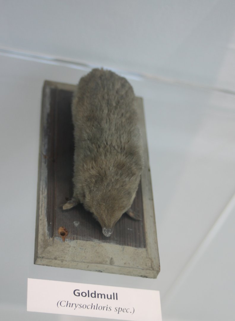Golden mole species