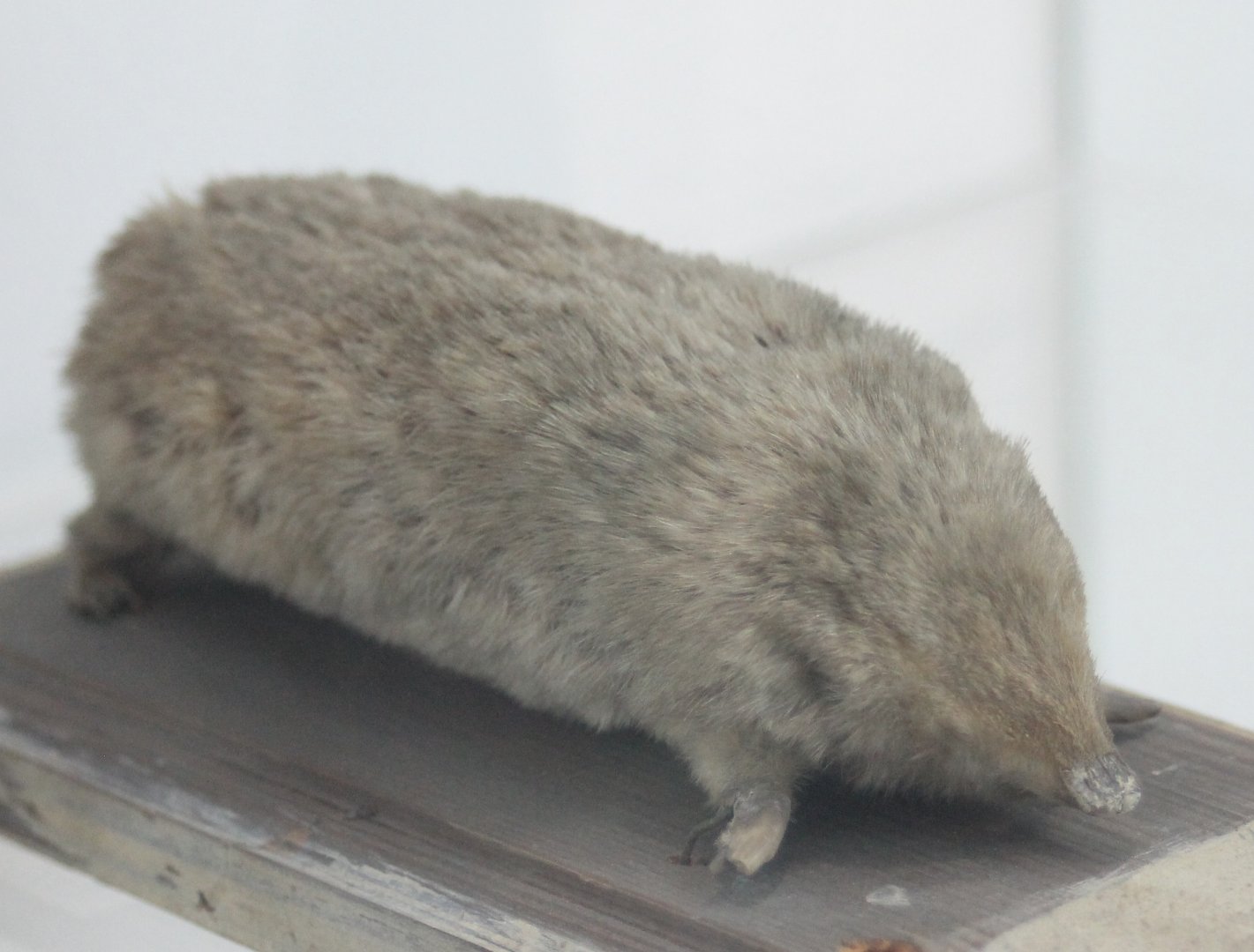 Golden mole species