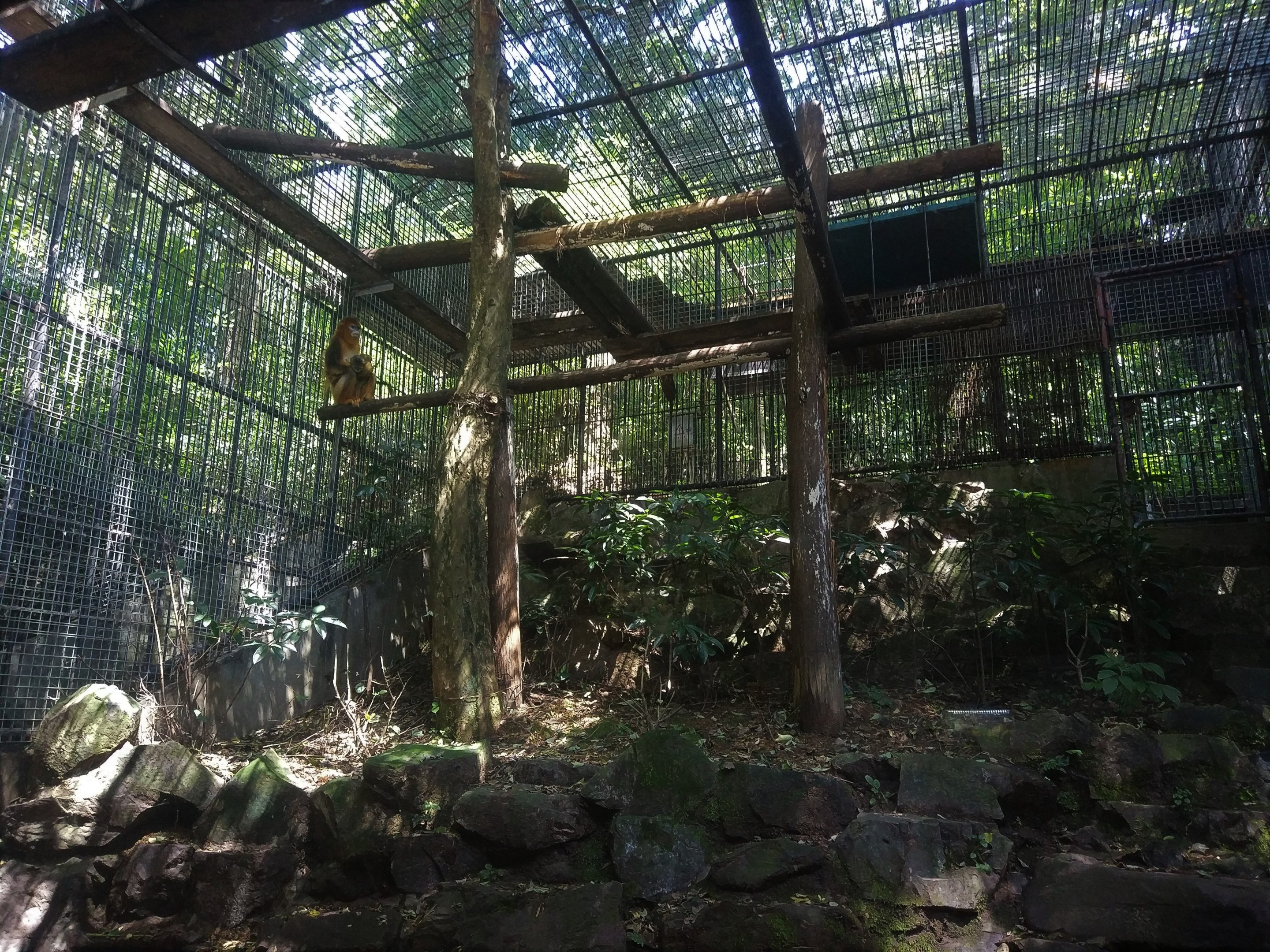 Golden Monkey Exhibit