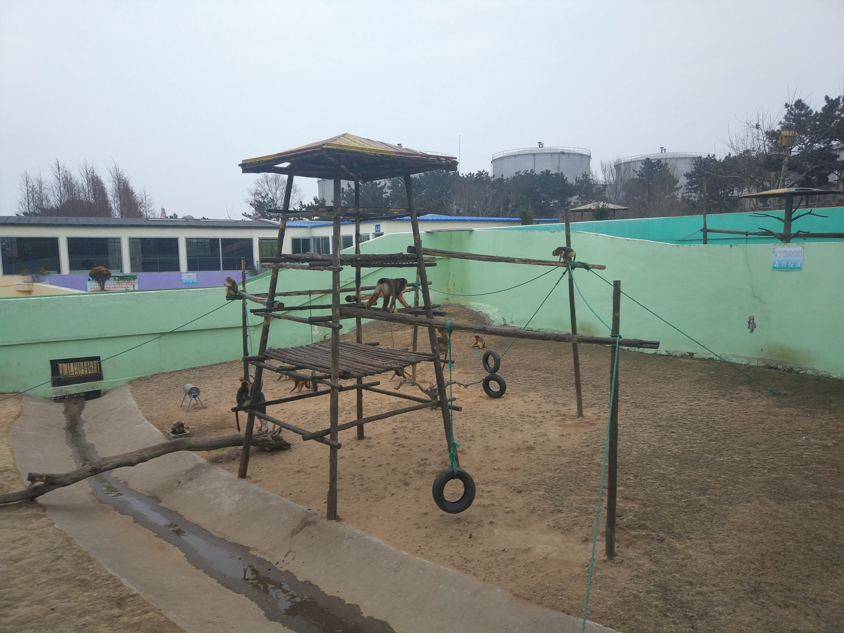 Golden Monkey Exhibit