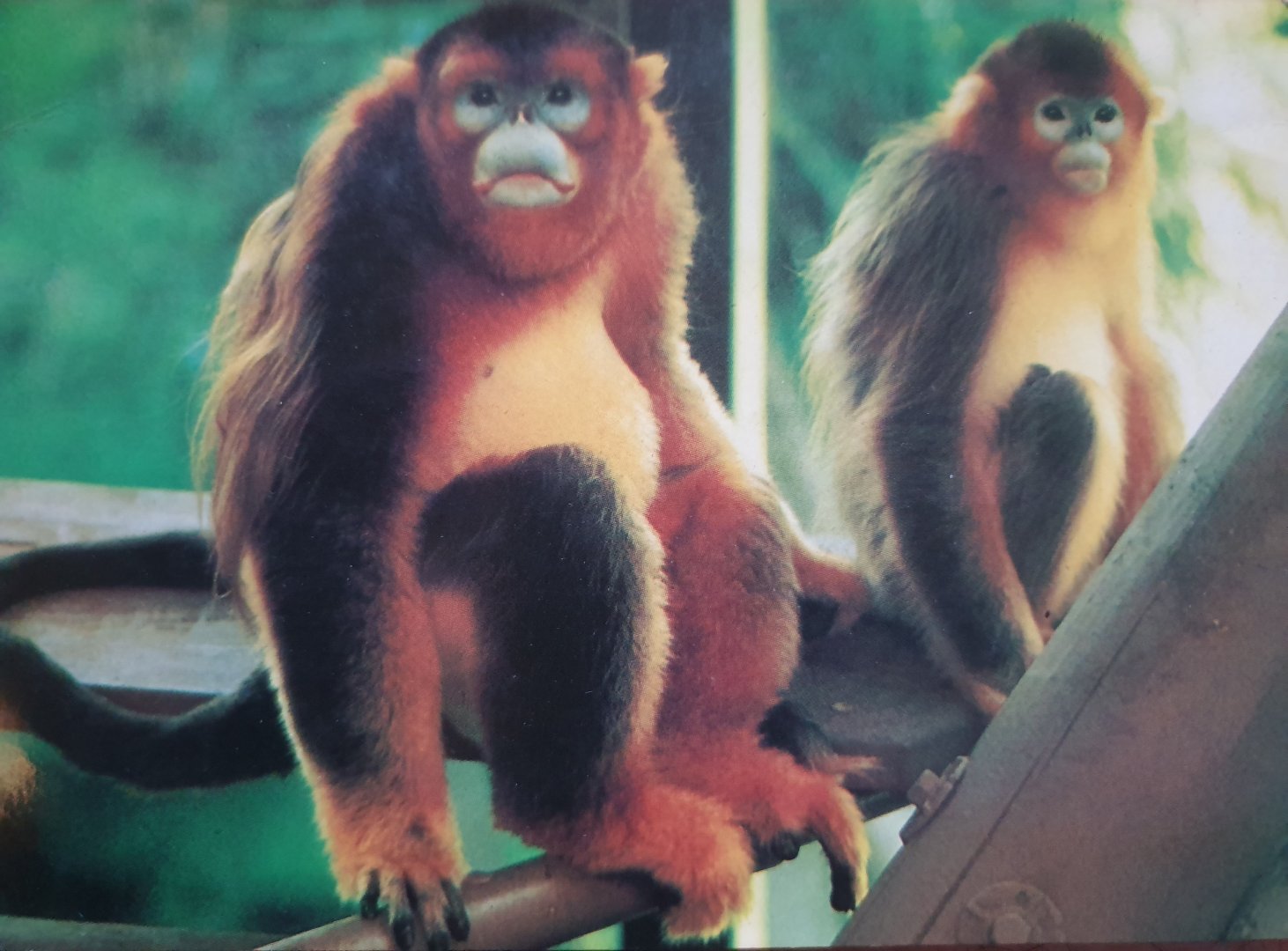 Golden Monkeys postcard from 1987