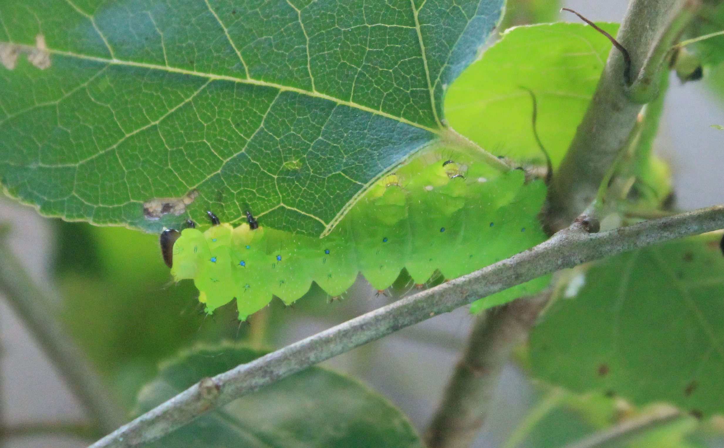 Golden Moon Moth (Actias sinensis) caterpillar