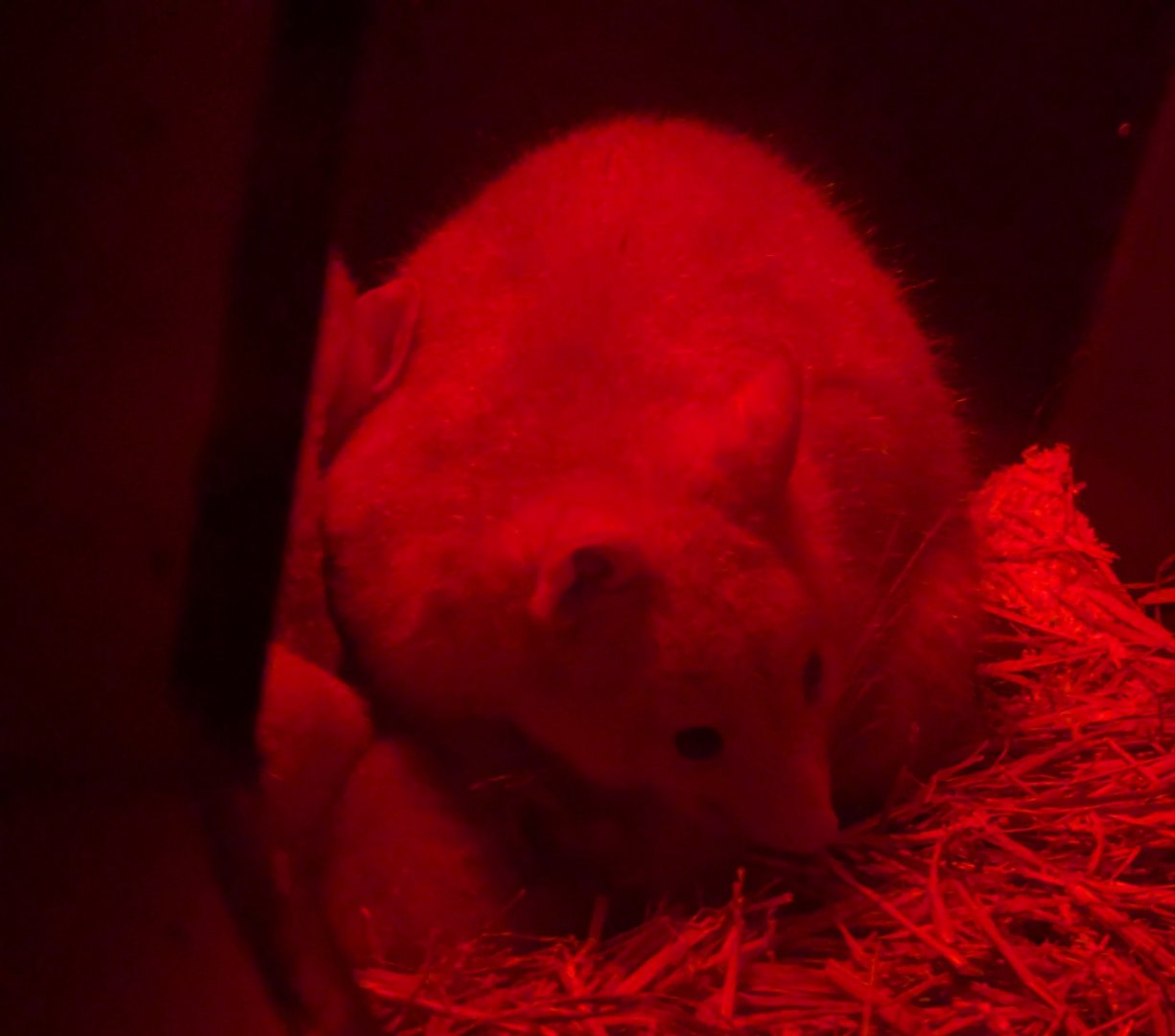 Golden Morph Tasmanian Brushtail Possum
