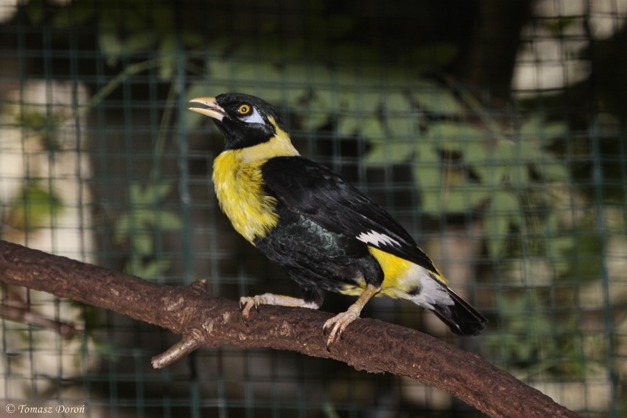 Golden Myna (Mino anais anais) July 2010