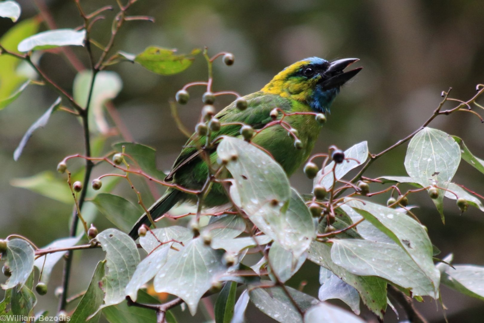 Golden-naped Barbet - Mount Kinabalu