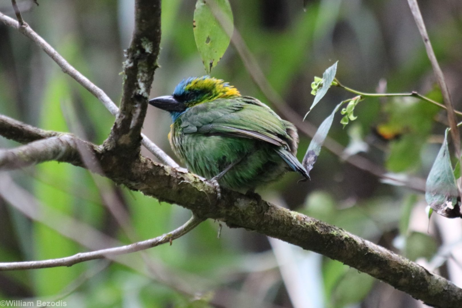Golden-naped Barbet - Mount Kinabalu