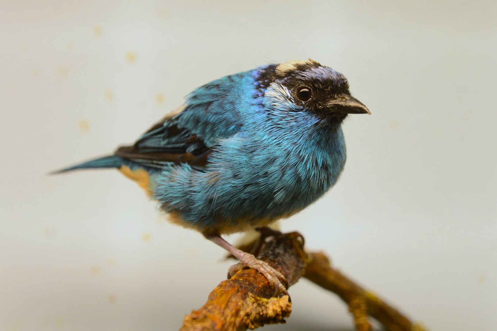 Golden-naped tanager (Chalcothraupis ruficervix taylori)