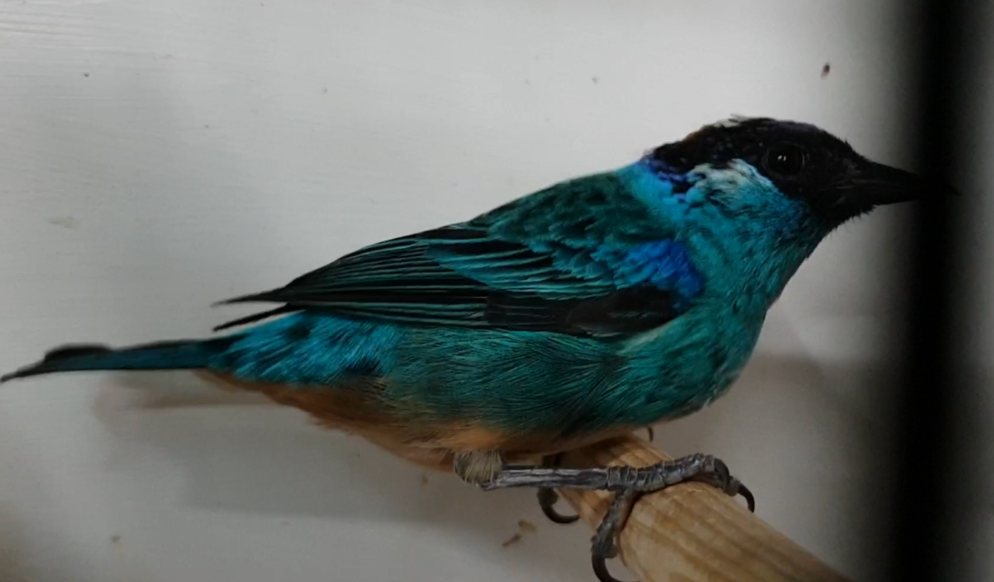 Golden-naped tanager - Tangara ruficervix