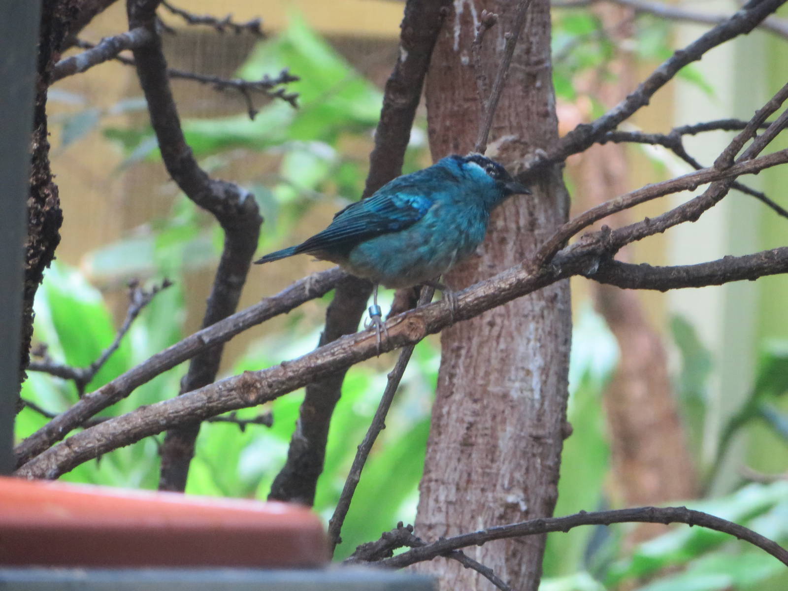 Golden-naped tanager
