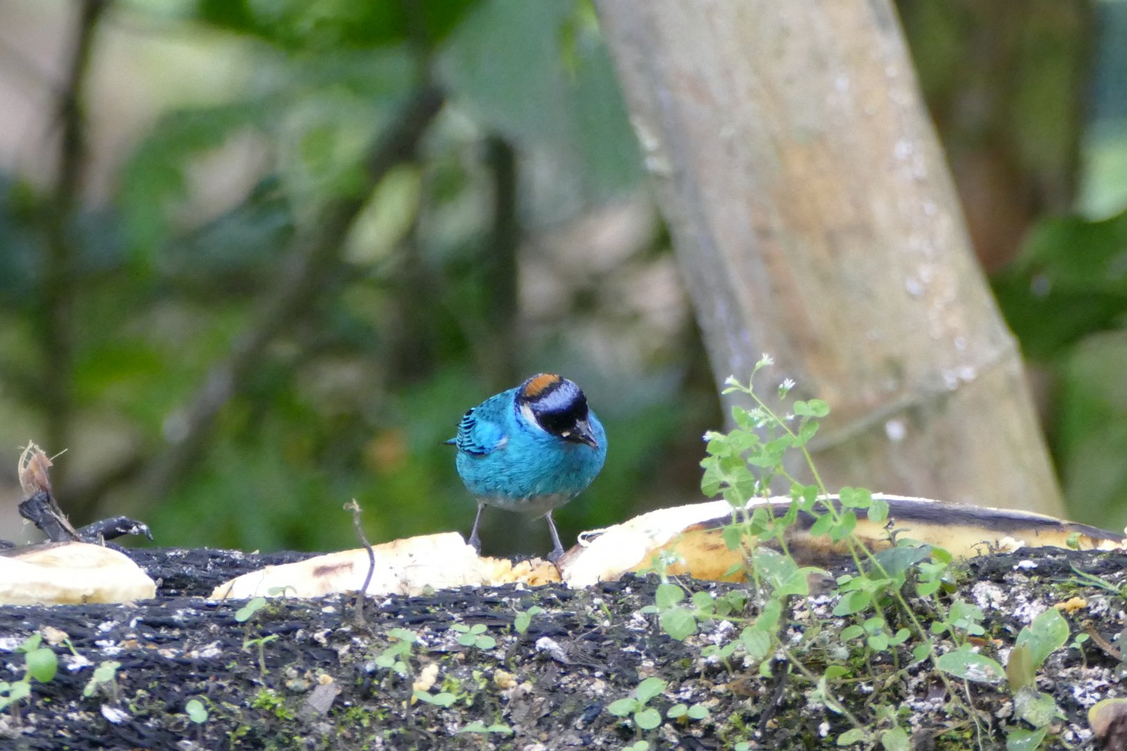 Golden-naped Tanager