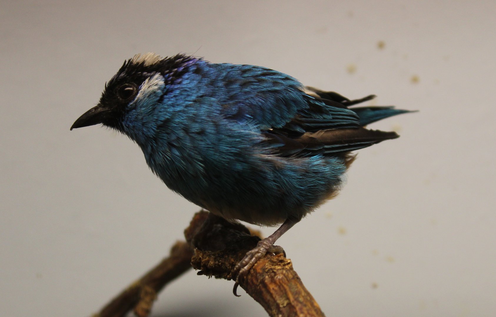 Golden-naped tanager