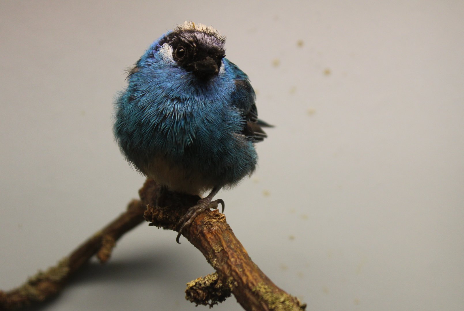 Golden-naped tanager