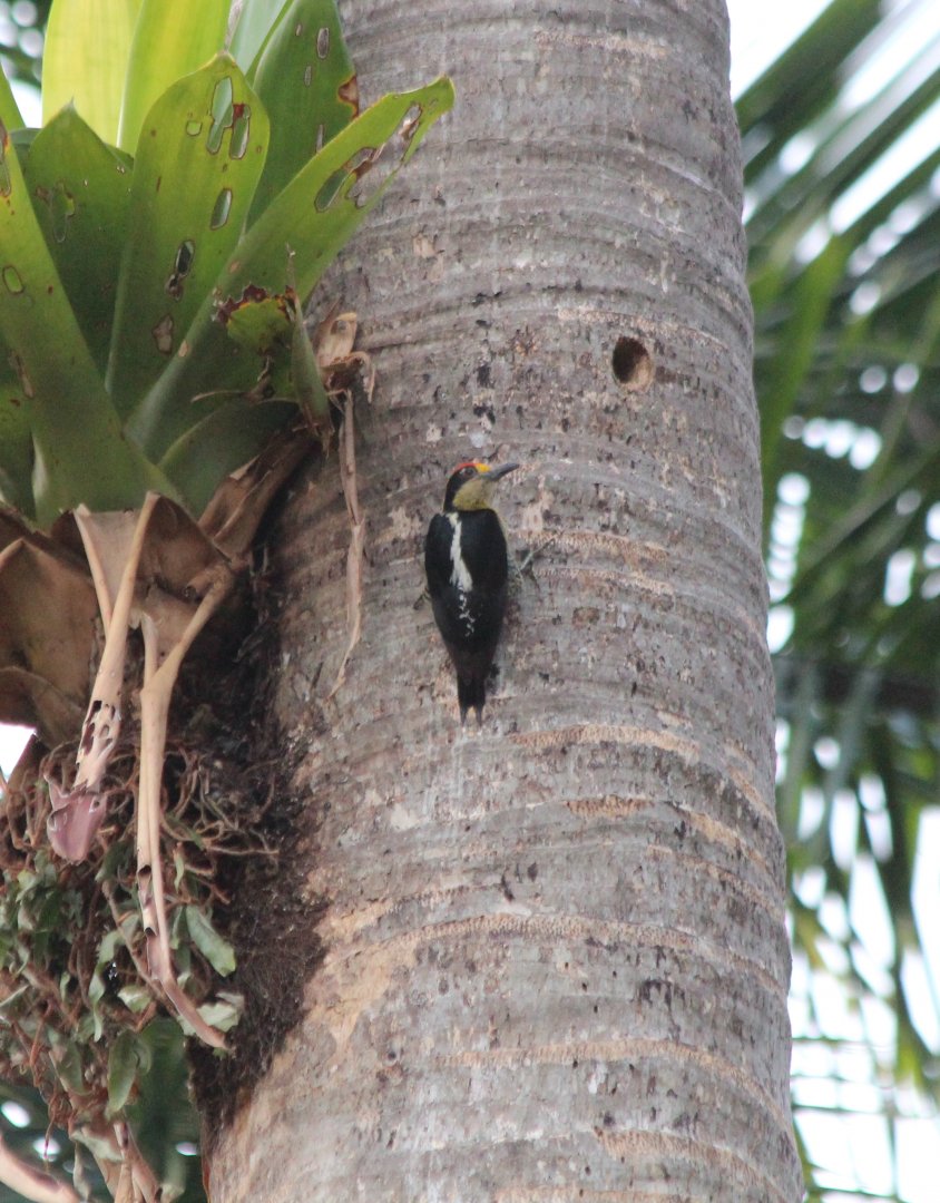 Golden-naped Woodpecker - Apr 2019