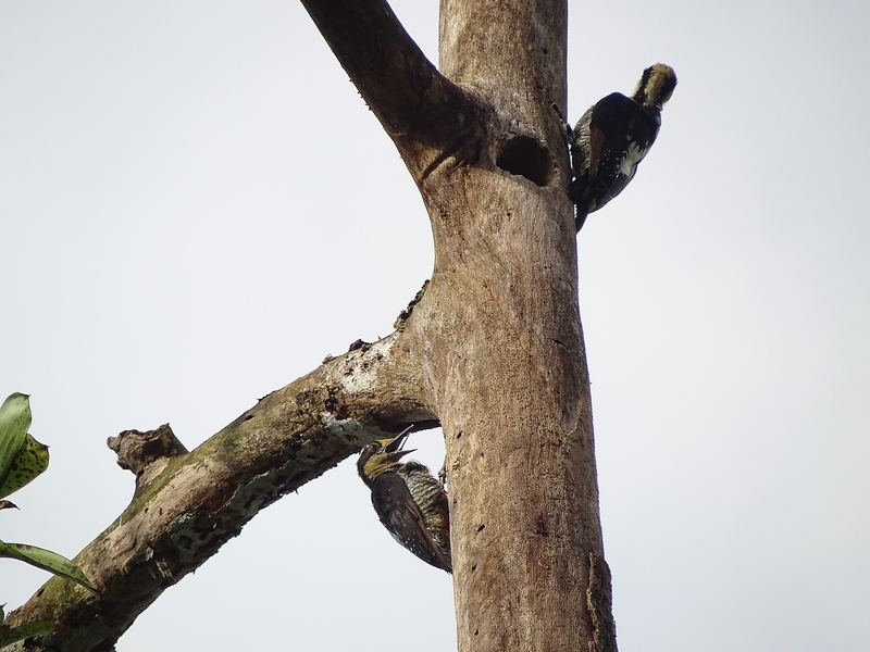 Golden-naped woodpecker