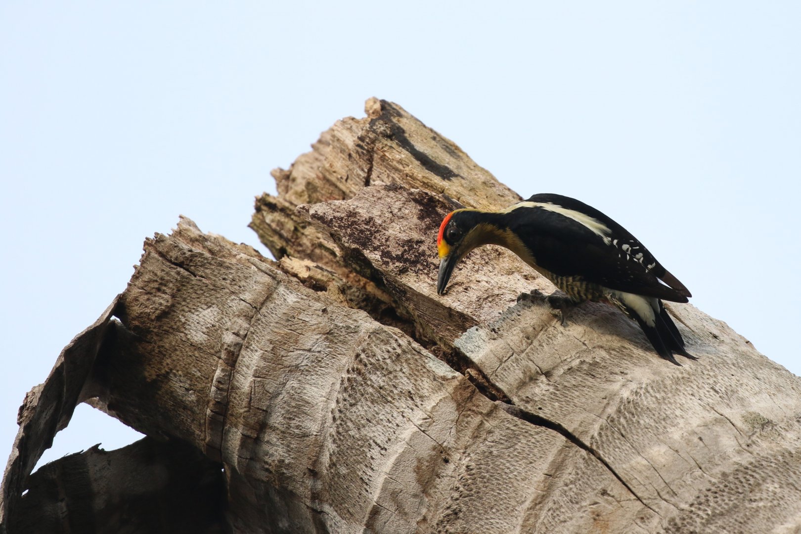 Golden-naped Woodpecker