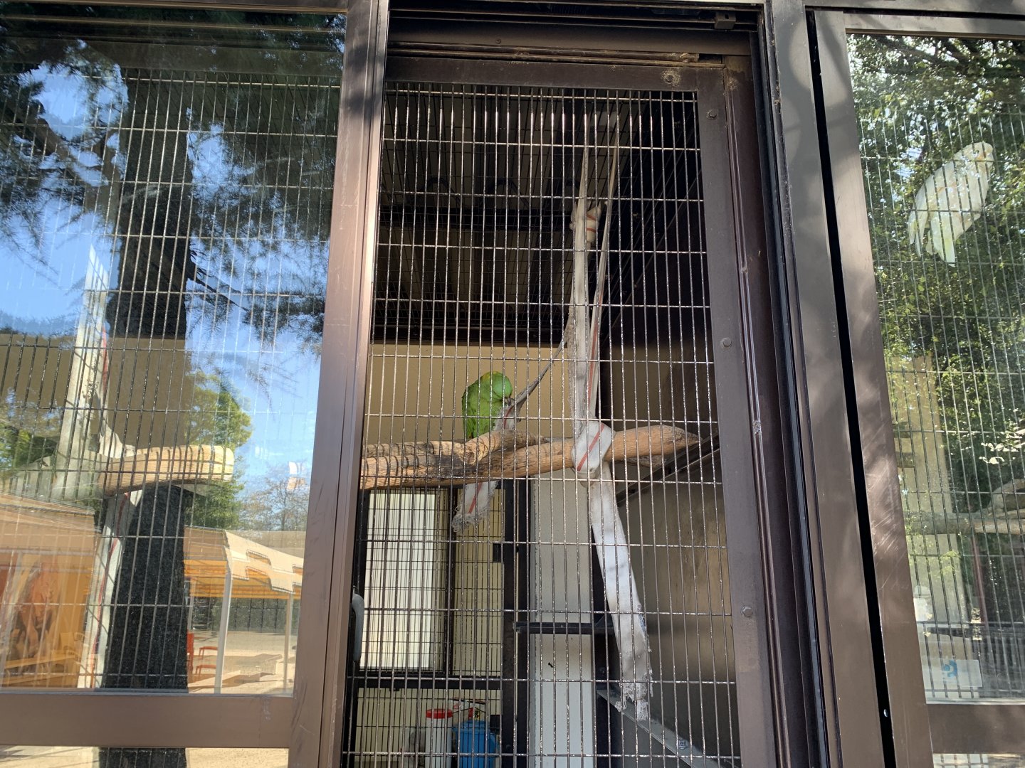 Golden-naper Amazon (Himeji City Zoo)